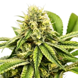 GRTFORI012-003 - GRATEFUL SEEDS - JAMON & MELON FEM (ORIGINAL EDITION) | 3 SEMILLAS