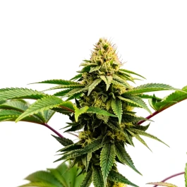 GRTFORI013-005 - GRATEFUL SEEDS - RASJELLY PAMQUEEN FEM (ORIGINAL EDITION) | 5 SEMILLAS