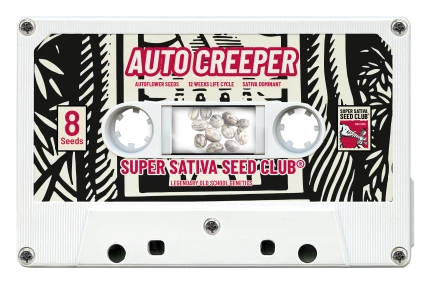 SSSC07081 - SUPER SATIVA SEED CLUB - AUTO CREEPER FEM | 8 SEMILLAS Disponible hasta fin de existencias