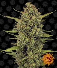BF2000210 - BARNEY'S FARM - ACAPULCO GOLD FEM | 10 GRAINES