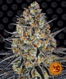 BFLSD25 - BARNEY'S FARM - LSD FEM | 25 GRAINES