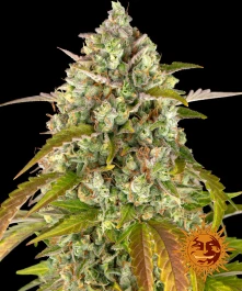 BFAPE1 - BARNEY'S FARM - PINEAPPLE EXPRESS AUTO FEM | 1 GRAINE