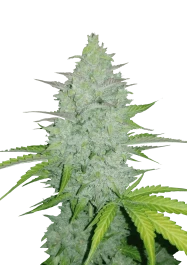 FBS01F9029 - FAST BUDS - ORIGINAL CHEESE AUTO | 1 GRAINE