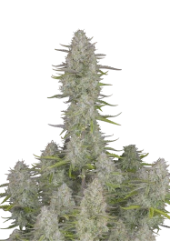 FBS03F9039 - FAST BUDS - WEDDING CHEESECAKE AUTO | 3 GRAINES