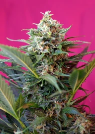 SWABDXL100 - SWEET SEEDS - BIG DEVIL XL AUTO® FEM (SWS28) | 100 GRAINES