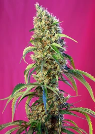SWBJCP5 - SWEET SEEDS - BLACK JACK CBD FEM (SWS68) | 5+2 GRAINES