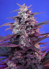 SWABS3 - SWEET SEEDS - BLOODY SKUNK AUTO® FEM (SWS44) | 3+1 GRAINES