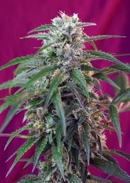 SWGPA3 - SWEET SEEDS - GREEN POISON AUTO® FEM (SWS30) | 3+1 GRAINES