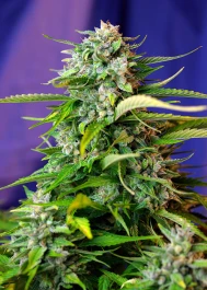 SWAJ475 - SWEET SEEDS - JACK 47 AUTO® FEM (SWS31) | 5+2 SEEDS Disponible jusqu'à épuisement des stocks