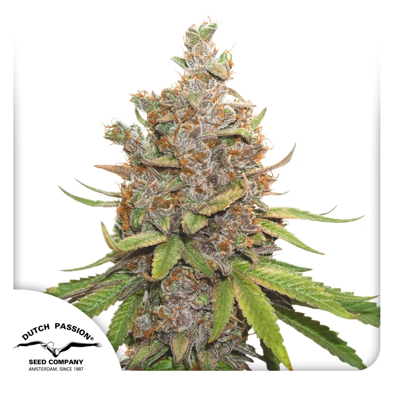 DP8872 - DUTCH PASSION - AUTO GLUEBERRY OG FEM | 7 GRAINES
