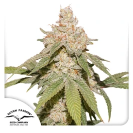 DP13472 - DUTCH PASSION - AUTO SFV OG FEM | 7 GRAINES