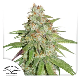DP8702 - DUTCH PASSION - GLUEBERRY OG FEM | 10 GRAINES