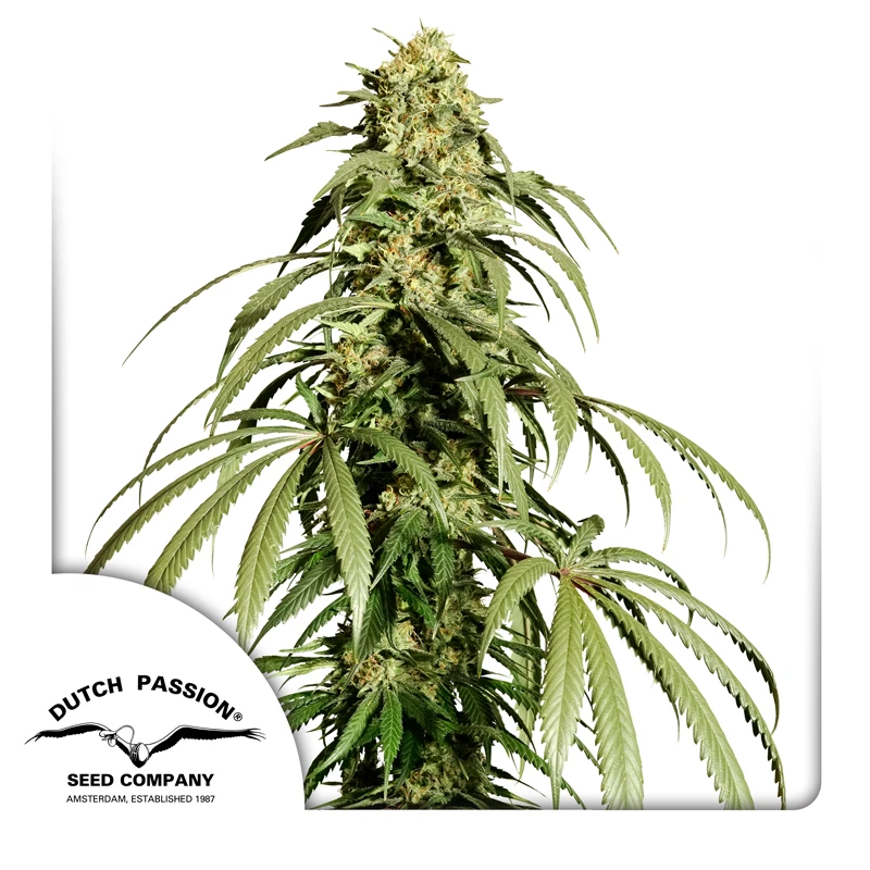 DP14601 - DUTCH PASSION - ICE CREAM HAZE REG | 10 GRAINES