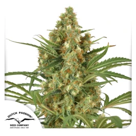 DP4632 - DUTCH PASSION - SNOW BUD FEM | 3 GRAINES