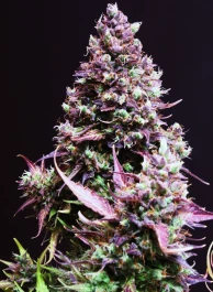 SWCRA3 - SWEET SEEDS - CREAM CARAMEL AUTO® (SWS22) | 3+1 GRAINES