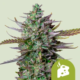 RQSAUT03019 - ROYAL QUEEN SEEDS - BLUE CHEESE AUTO FEM | 3 GRAINES