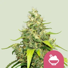 RQSFEM003065 - ROYAL QUEEN SEEDS - BLUE ICE CREAM FEM (USA PREMIUM) | 3 GRAINES