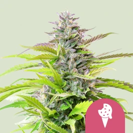 RQSFEM3049 - ROYAL QUEEN SEEDS - FEM ICE CREAM COOKIES (USA PREMIUM) | 3 GRAINES