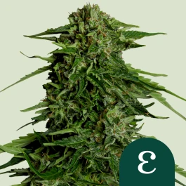 RQSF1AUT001070 - ROYAL QUEEN SEEDS - EPSILON F1 AUTOFLORAISON | 1 GRAINE
