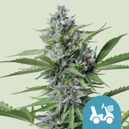 RQSCBD05009 - ROYAL QUEEN SEEDS - FAST EDDY AUTOMATIC CBD FEM | 5 GRAINES