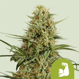 RQSAUT03027 - ROYAL QUEEN SEEDS - HULKBERRY AUTOMATIC FEM (USA PREMIUM) | 3 GRAINES