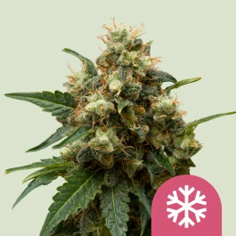 RQSFEM03001 - ROYAL QUEEN SEEDS - ICE FEM | 3 GRAINES