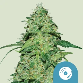 RQSCBD05055 - ROYAL QUEEN SEEDS - JOANNE'S CBD FEM | 5 GRAINES