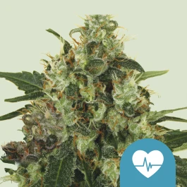 RQSCBD05005 - ROYAL QUEEN SEEDS - MEDICAL MASS CBD FEM | 5 GRAINES