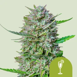 RQSAUT10031 - ROYAL QUEEN SEEDS - MIMOSA AUTOMATIC FEM (USA PREMIUM) | 10 GRAINES