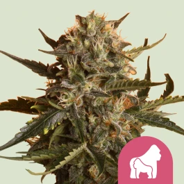 RQSFEM03030 - ROYAL QUEEN SEEDS - MOTHER GORILLA FEM | 3 GRAINES