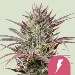 RQSFEM05045 - ROYAL QUEEN SEEDS - NORTH THUNDERFUCK FEM (USA PREMIUM) | 5 GRAINES