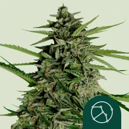 RQSF1AUT003069 - ROYAL QUEEN SEEDS - ORION F1 AUTOFLORAISON | 3 GRAINES