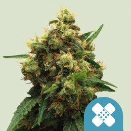 RQSCBD05006 - ROYAL QUEEN SEEDS - PAINKILLER XL CBD FEM | 5 GRAINES