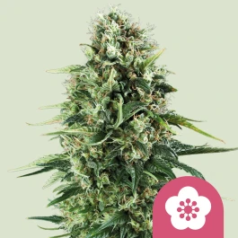 RQSFEM03004 - ROYAL QUEEN SEEDS - POWER FLOWER FEM | 3 GRAINES