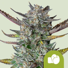 RQSAUT05032 - ROYAL QUEEN SEEDS - PURPLE PUNCH AUTOMATIC FEM (USA PREMIUM) | 5 GRAINES