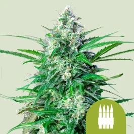 RQSAUT10008 - ROYAL QUEEN SEEDS - ROYAL AK AUTOMATIC FEM | 10 GRAINES