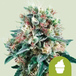 RQSAUT05011 - ROYAL QUEEN SEEDS - ROYAL CREAMATIC AUTO FEM | 5 GRAINES