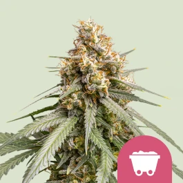 RQSFEM03005 - ROYAL QUEEN SEEDS - SHINING SILVER HAZE FEM | 3 GRAINES