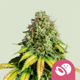 RQSFEM05027 - ROYAL QUEEN SEEDS - SOMANGO XL FEM | 5 GRAINES