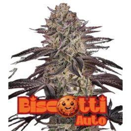 GHSCBSTA003 - GREEN HOUSE SEED CO. - AUTO FEM | 3 GRAINES