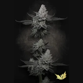 PSCHCK005 - PARADISE SEEDS - CHEM CAKE FEM | 5 GRAINES