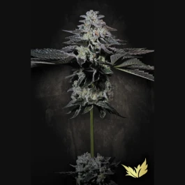 PSTC005 - PARADISE SEEDS - TROPICANA CRUSH FEM | 5 GRAINES