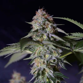 SILS005F03 - SILENT SEEDS - COOKIELATO FEM | 3 GRAINES