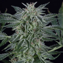 SILS014AF10 - SILENT SEEDS - CRITICAL JACK AUTO FEM | 10 GRAINES