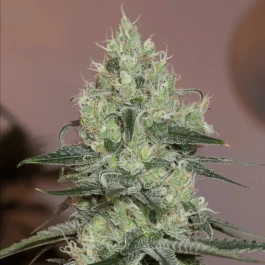 SILS017F10 - SILENT SEEDS - ORIGINAL AMNESIA FEM | 10 GRAINES
