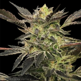 SILS027AF03 - SILENT SEEDS - PINK SUNSET AUTO FEM | 3 GRAINES