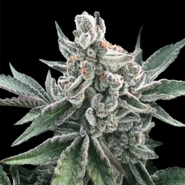 SILS028AF05 - SILENT SEEDS - POLAR ICE CREAM AUTO FEM | 5 GRAINES