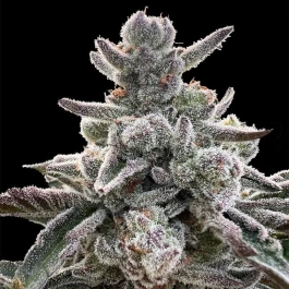SILS026F03 - SILENT SEEDS - POLAR GELATO FEM | 3 GRAINES