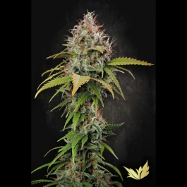 PS0421 - PARADISE SEEDS - ATOMICAL HAZE FEM | 5 GRAINES