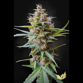 PS0427 - PARADISE SEEDS - AUTO ACID FEM | 5 GRAINES